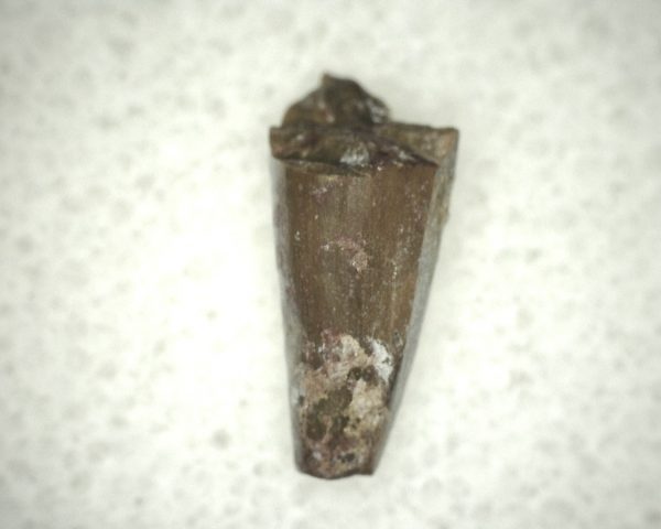 Ophiacodon Reptile Tooth #24 - Image 3