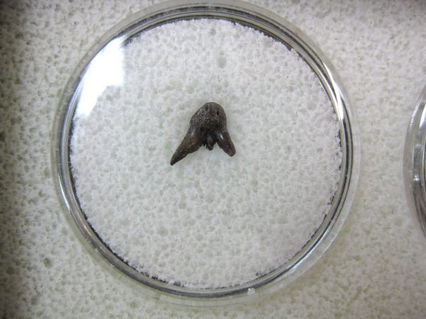 Permian Pleuracanthus Shark Tooth #1