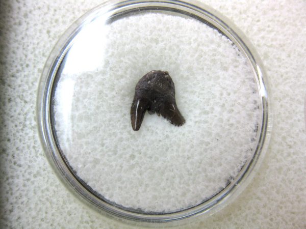 Permian Pleuracanthus Shark Tooth #11