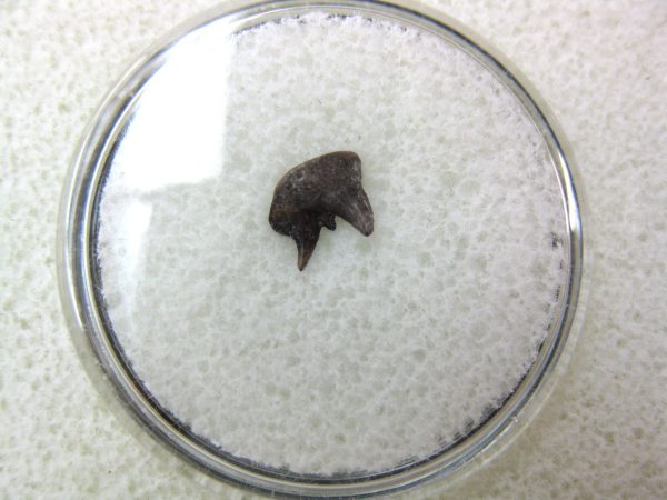 Permian Pleuracanthus Shark Tooth #12