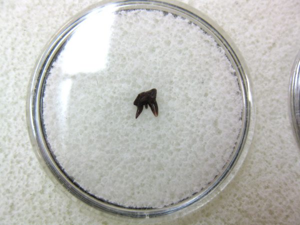 Permian Pleuracanthus Shark Tooth #13