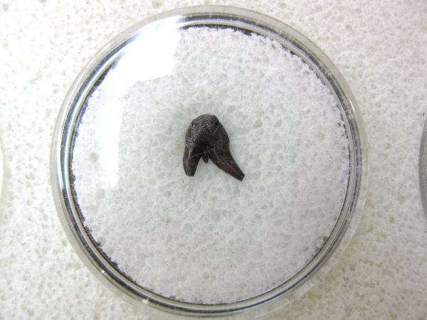 Permian Pleuracanthus Shark Tooth #14