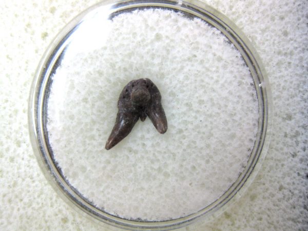 Permian Pleuracanthus Shark Tooth #15