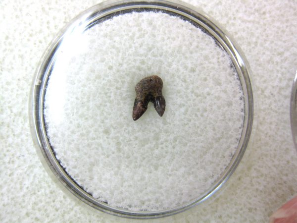 Permian Pleuracanthus Shark Tooth #19