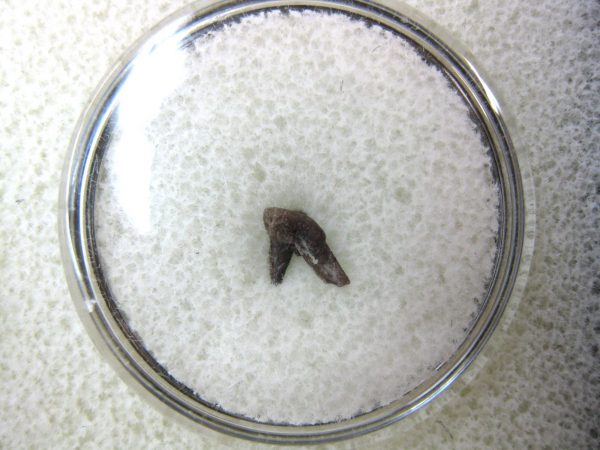 Permian Pleuracanthus Shark Tooth #20