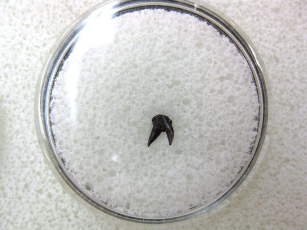 Permian Pleuracanthus Shark Tooth #22