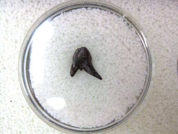 Permian Pleuracanthus Shark Tooth #3