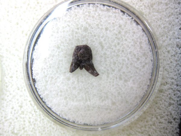 Permian Pleuracanthus Shark Tooth #30