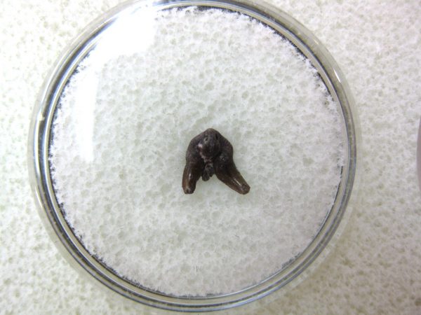 Permian Pleuracanthus Shark Tooth #32