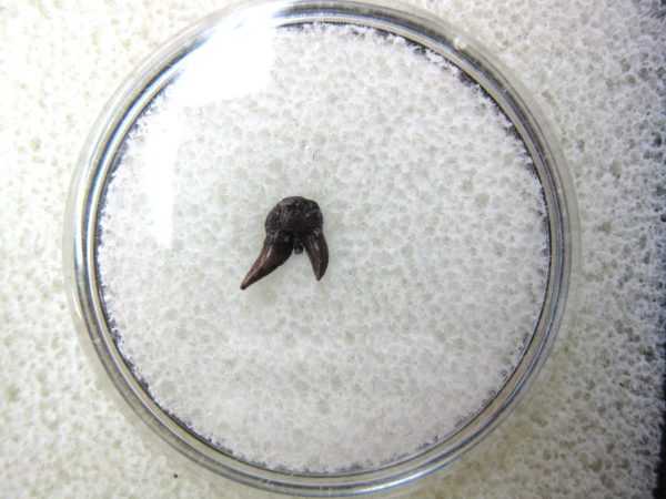 Permian Pleuracanthus Shark Tooth #35