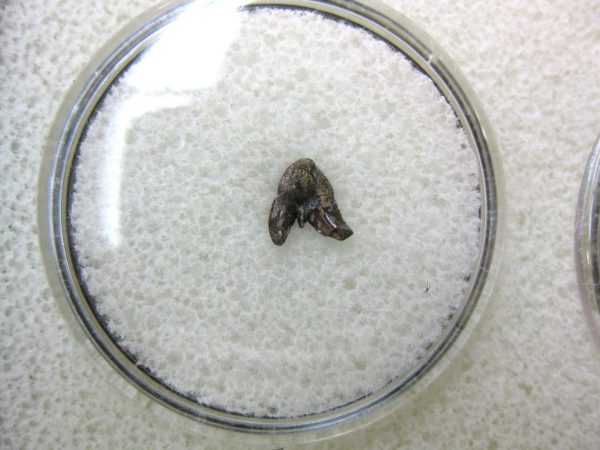 Permian Pleuracanthus Shark Tooth #36