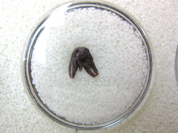 Permian Pleuracanthus Shark Tooth #39