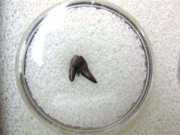 Permian Pleuracanthus Shark Tooth #41