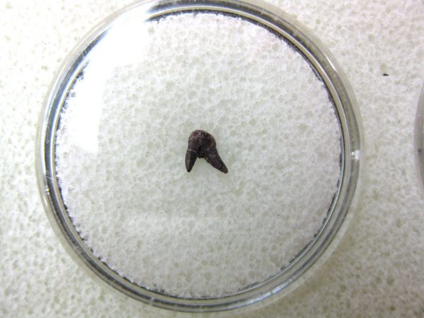 Permian Pleuracanthus Shark Tooth #42