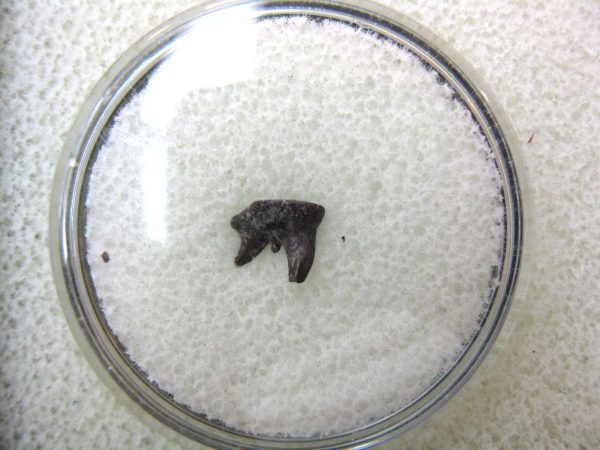 Permian Pleuracanthus Shark Tooth #46