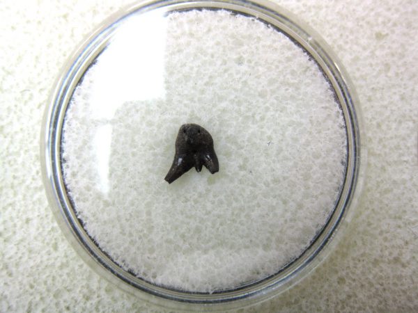 Permian Pleuracanthus Shark Tooth #47