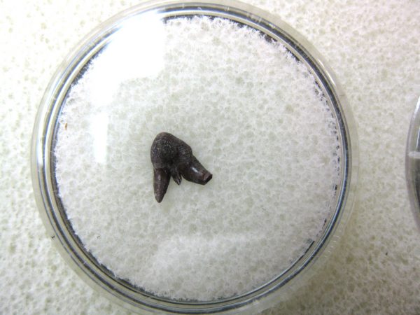 Permian Pleuracanthus Shark Tooth #50