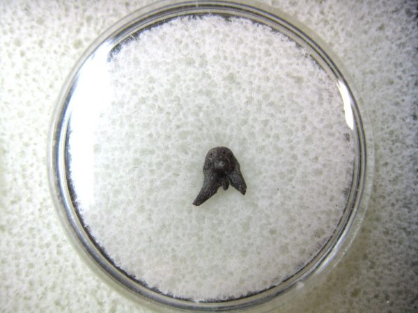 Permian Pleuracanthus Shark Tooth #5