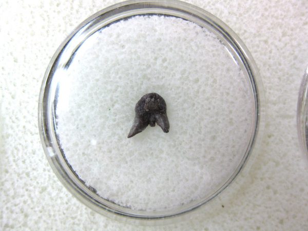 Permian Pleuracanthus Shark Tooth #8