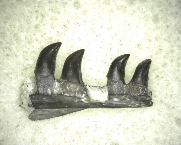 Thrausmosaurus Jaw Section #10 - Image 3