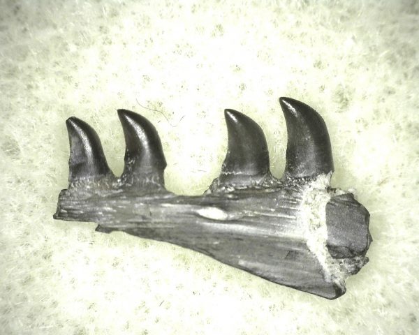 Thrausmosaurus Jaw Section #10 - Image 2