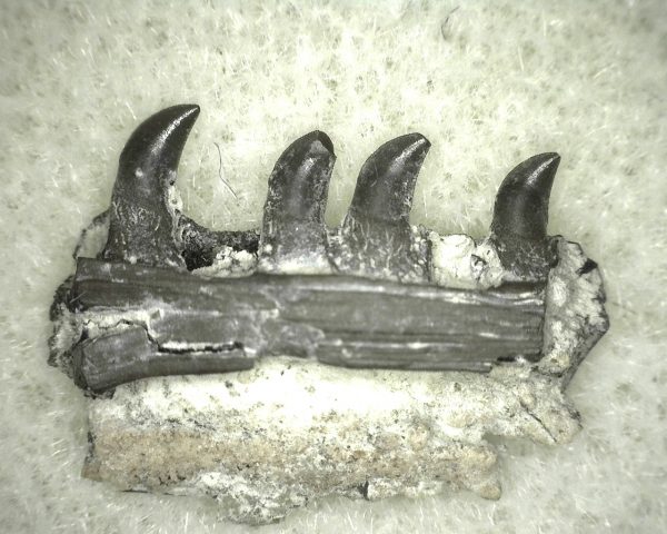 Thrausmosaurus Jaw Section #11 - Image 3