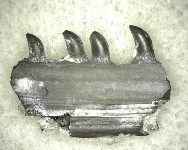 Thrausmosaurus Jaw Section #11 - Image 2