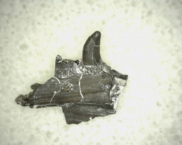 Thrausmosaurus Jaw Section #4 - Image 2