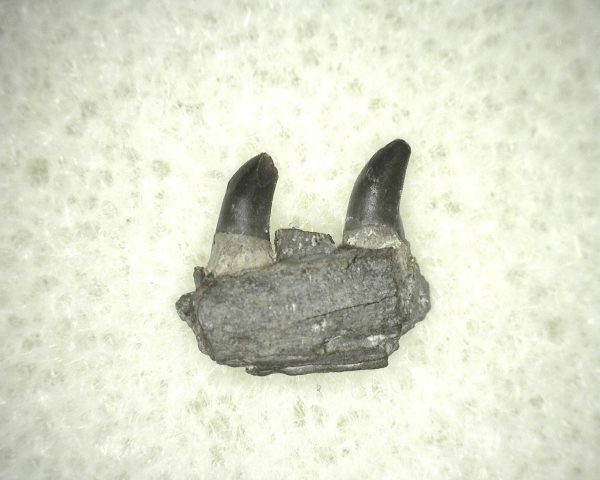 Thrausmosaurus Jaw Section #5 - Image 2