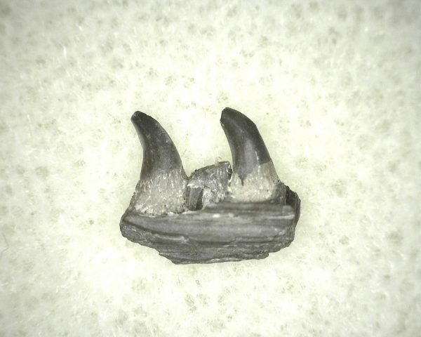 Thrausmosaurus Jaw Section #5 - Image 3