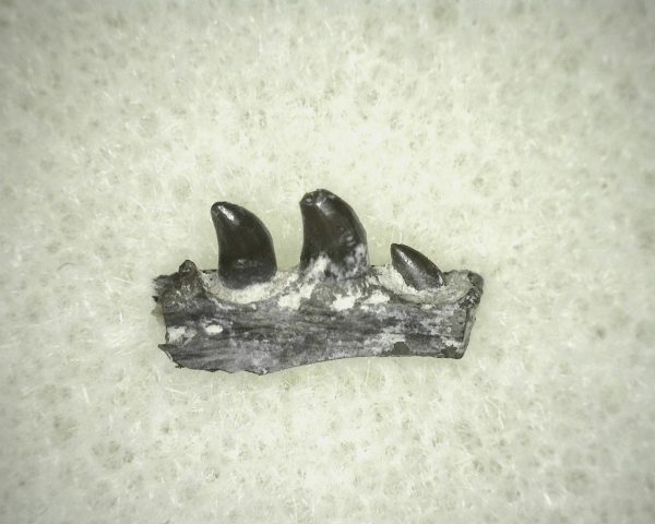 Thrausmosaurus Jaw Section #6 - Image 2