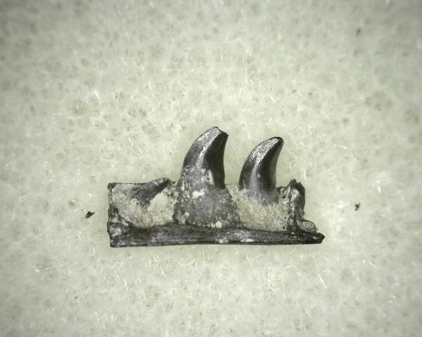 Thrausmosaurus Jaw Section #6 - Image 3