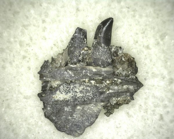 Thrausmosaurus Jaw Section #7 - Image 2