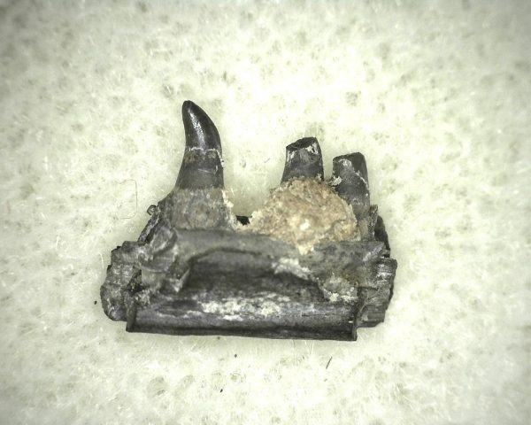 Thrausmosaurus Jaw Section #8 - Image 3