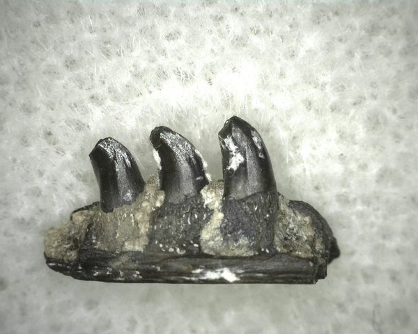 Thrausmosaurus Jaw Section #9 - Image 3