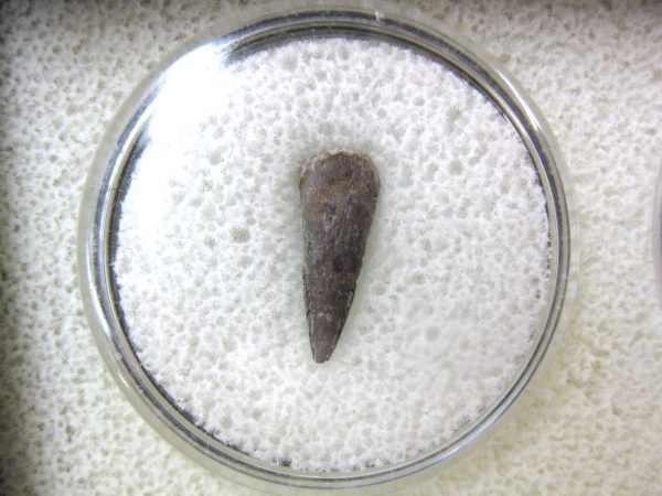 Genuine Fossil Trimerorhacis Amphibian Bone from Oklahoma for Sale #1