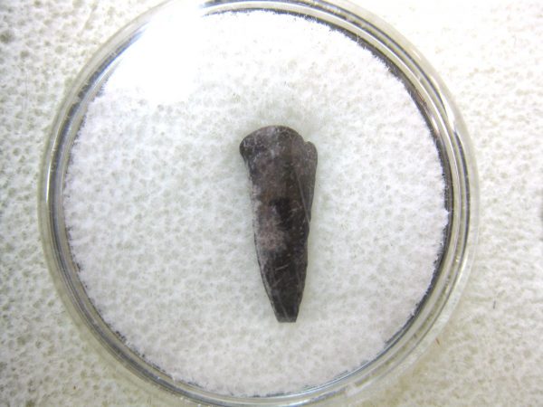 Genuine Fossil Trimerorhacis Amphibian Bone from Oklahoma for Sale #11