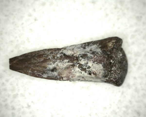 Genuine Fossil Trimerorhacis Amphibian Bone from Oklahoma for Sale #11b