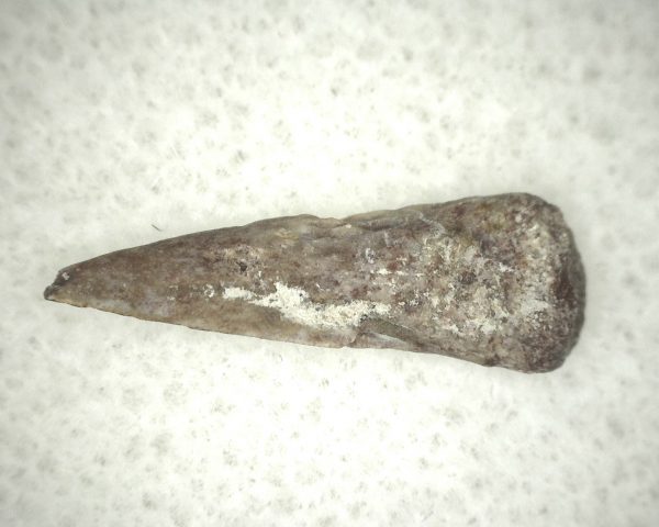 Genuine Fossil Trimerorhacis Amphibian Bone from Oklahoma for Sale #12b