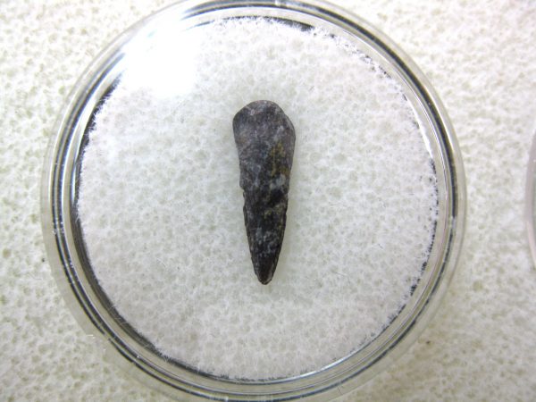 Genuine Fossil Trimerorhacis Amphibian Bone from Oklahoma for Sale #13