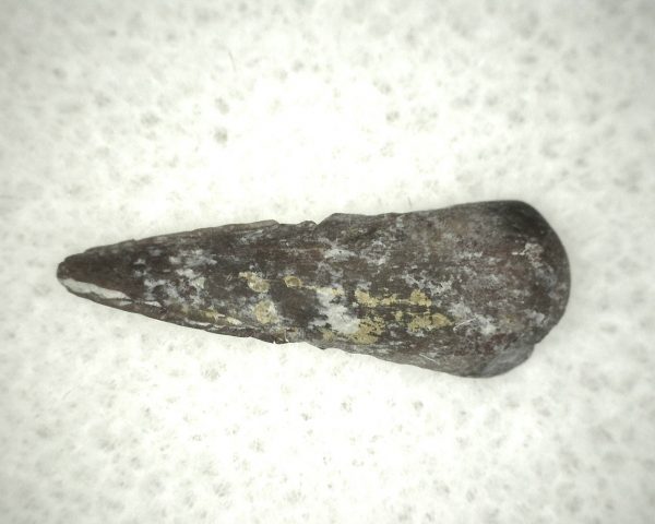 Genuine Fossil Trimerorhacis Amphibian Bone from Oklahoma for Sale #13a