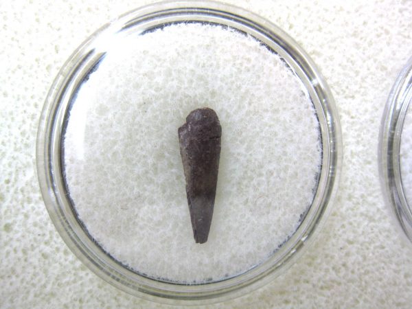 Genuine Fossil Trimerorhacis Amphibian Bone from Oklahoma for Sale #14