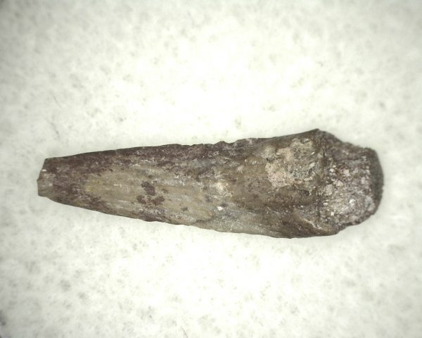 Genuine Fossil Trimerorhacis Amphibian Bone from Oklahoma for Sale #14b