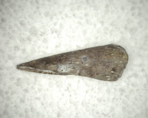 Genuine Fossil Trimerorhacis Amphibian Bone from Oklahoma for Sale #15a