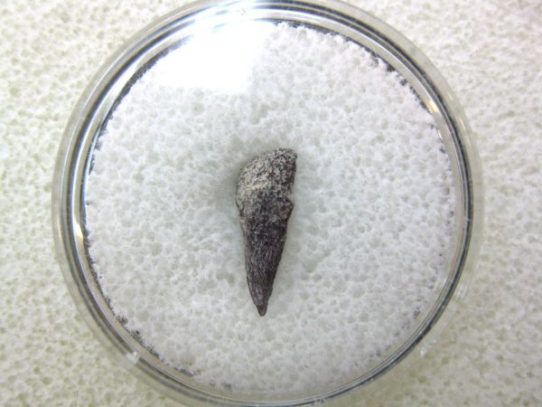 Genuine Fossil Trimerorhacis Amphibian Bone from Oklahoma for Sale #17