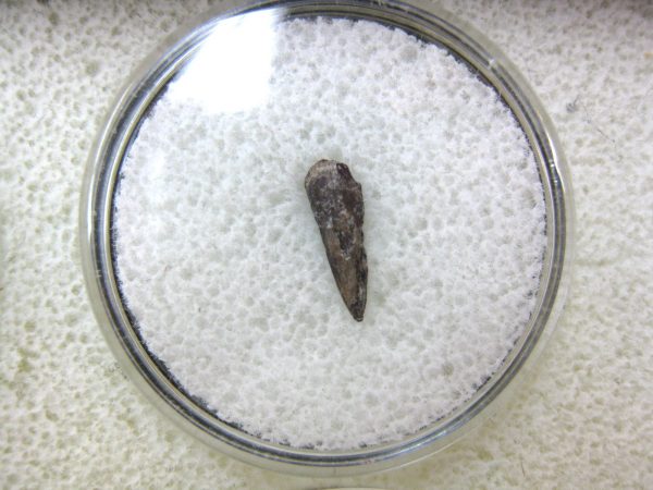 Genuine Fossil Trimerorhacis Amphibian Bone from Oklahoma for Sale #2