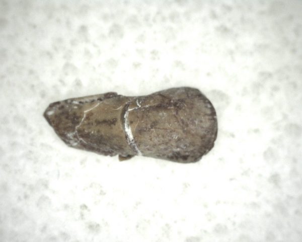 Genuine Fossil Trimerorhacis Amphibian Bone from Oklahoma for Sale #20a