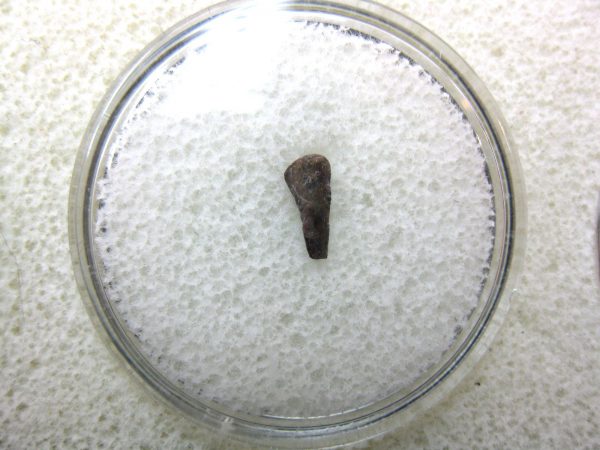 Genuine Fossil Trimerorhacis Amphibian Bone from Oklahoma for Sale #22