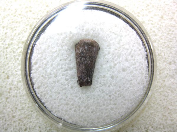 Genuine Fossil Trimerorhacis Amphibian Bone from Oklahoma for Sale #23