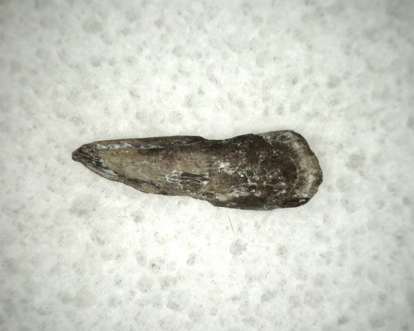 Genuine Fossil Trimerorhacis Amphibian Bone from Oklahoma for Sale #2a